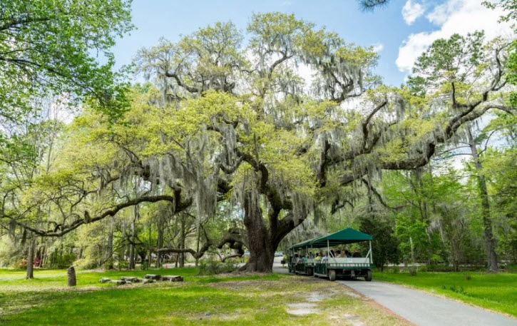 Magnolia Plantation and Gardens, United States
